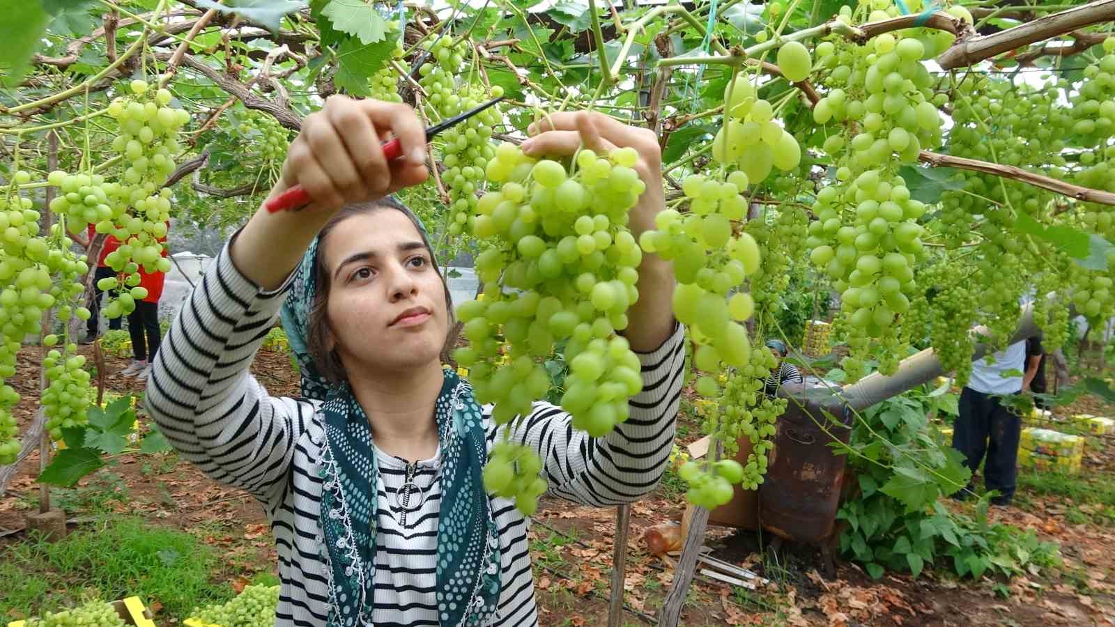 Turfanda örtü altında üzüm hasadı başladı