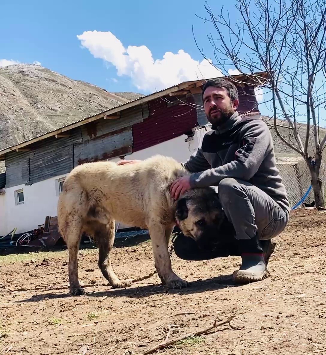 Kangal köpeğinin refleksi tavukların tilkiye yem olmasını önledi