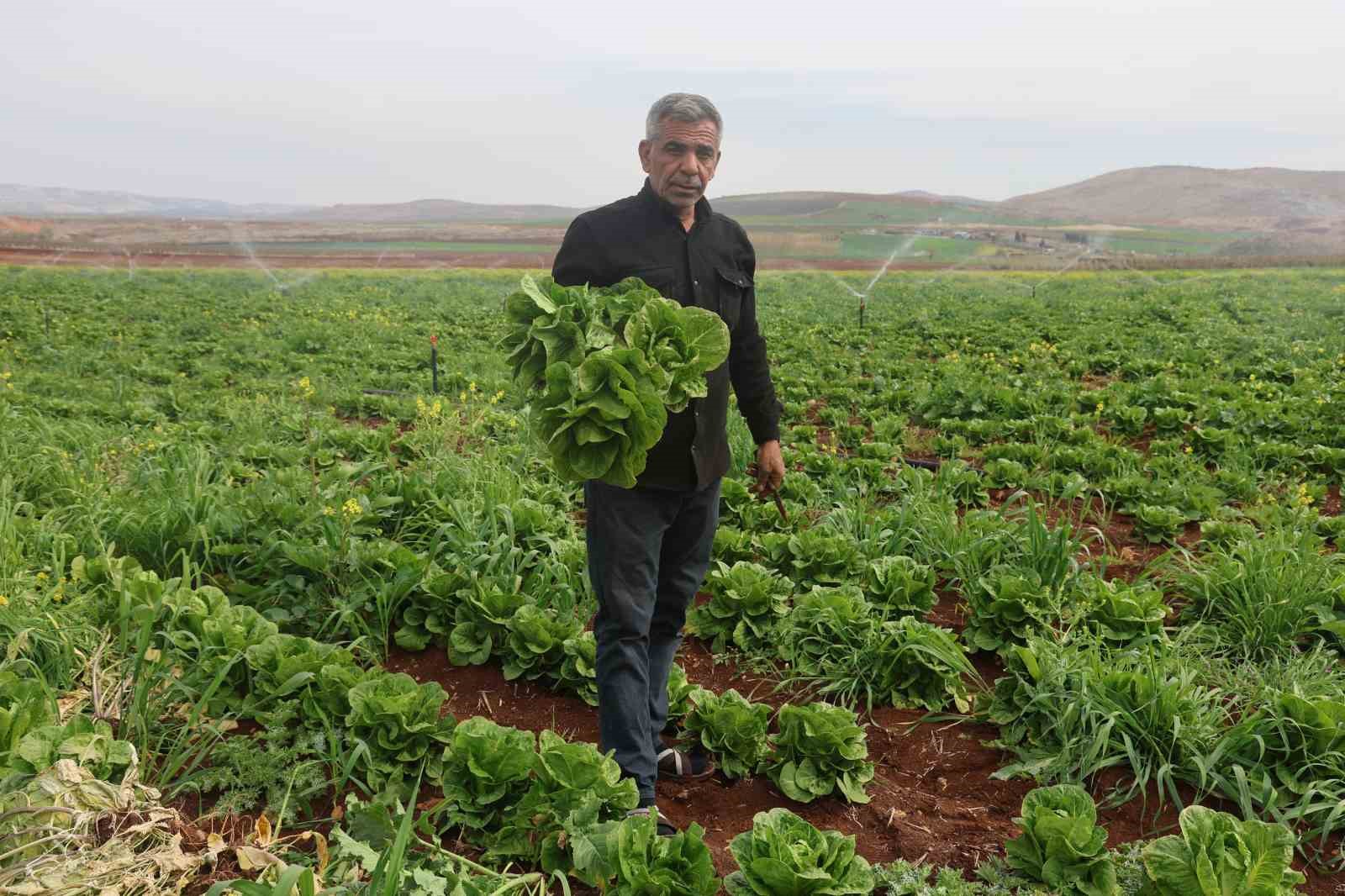 Amik Ovası’nda yaşanan kuraklık marul hasadında verimi olumsuz etkiledi