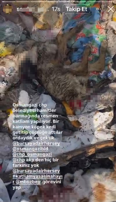 Osmangazi’de hayvan katliamı kenti ayağa kaldırdı