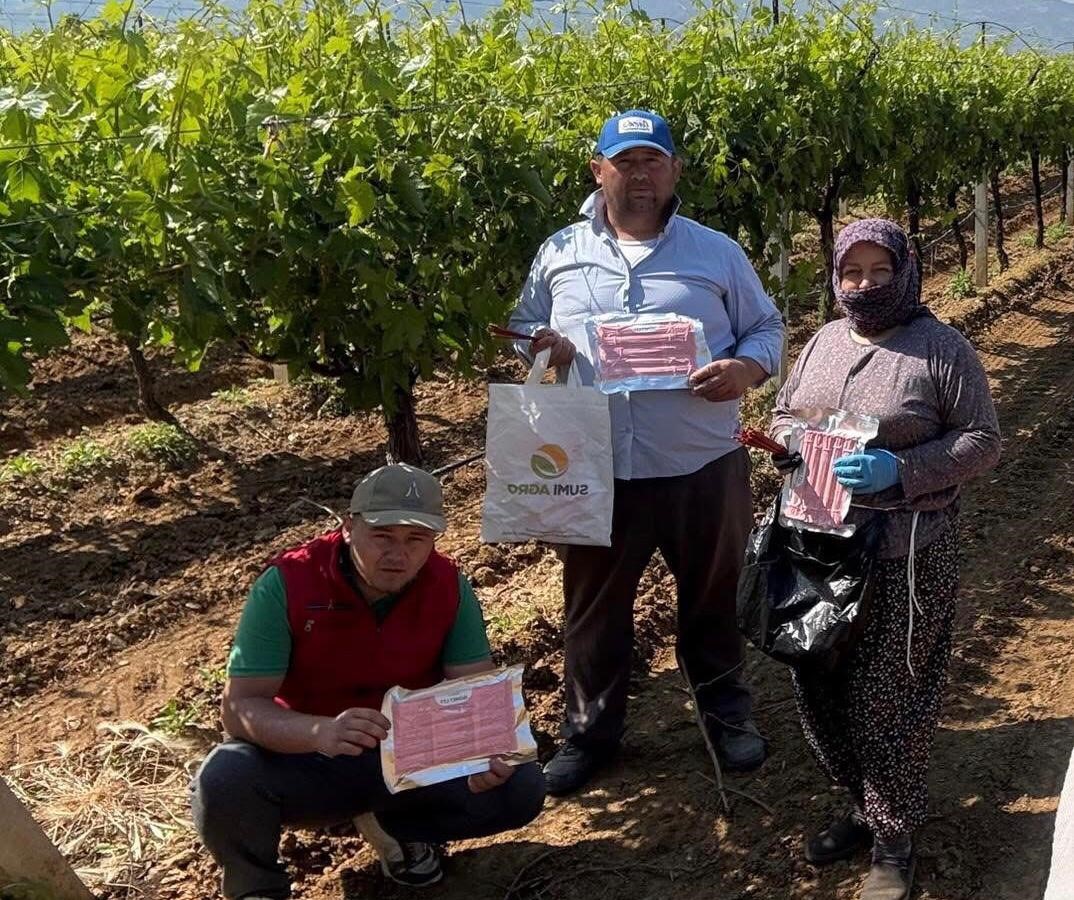 Sarıgöl’de bağlarda Japon tuzağı ile koruma başladı