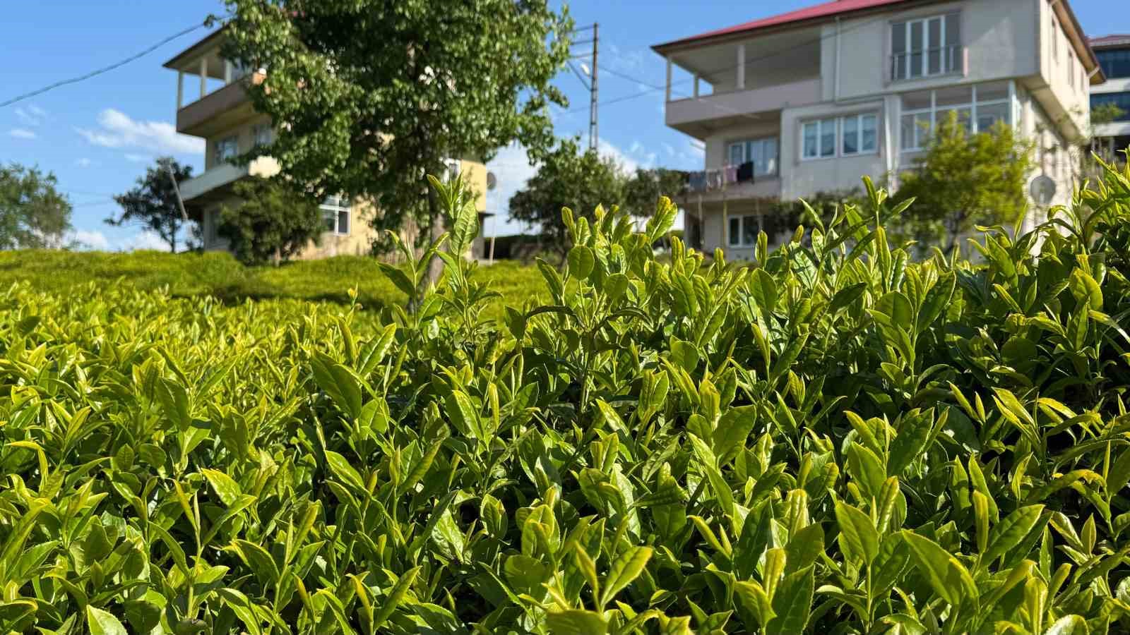Açıklanan çay taban fiyatı Rizelileri böldü