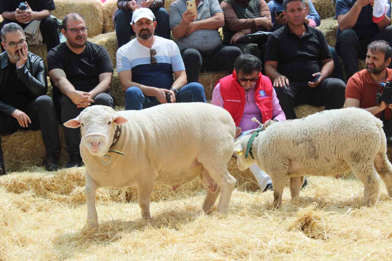 Talas’ta İle De France koyun ırkları yarıştı