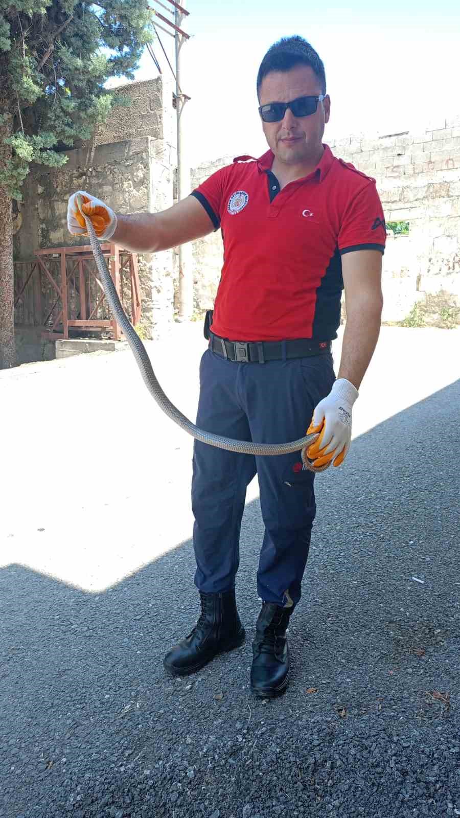 Hastane bahçesinde yılan yakalandı