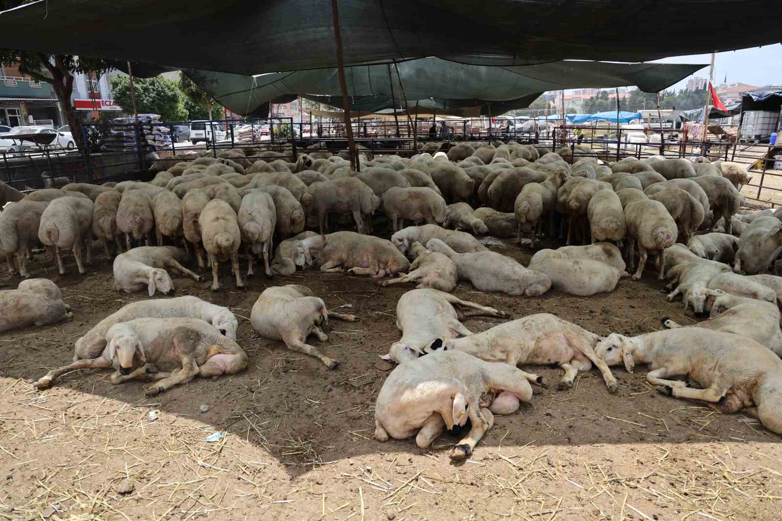 Adana’da kurbanlıklar görücüye çıktı: Kilo fiyatı 280 ile 310 TL arasında