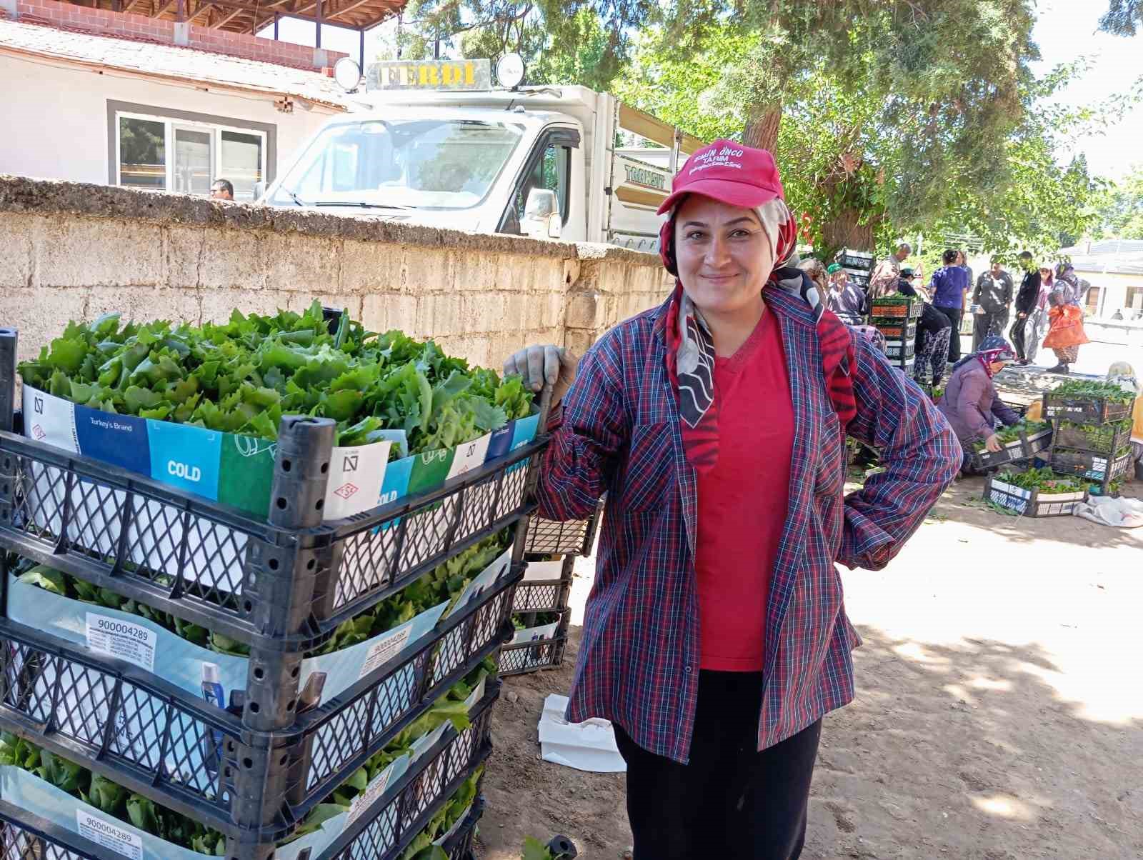 Sarıgöl’de bağ yaprağı sezonu açıldı