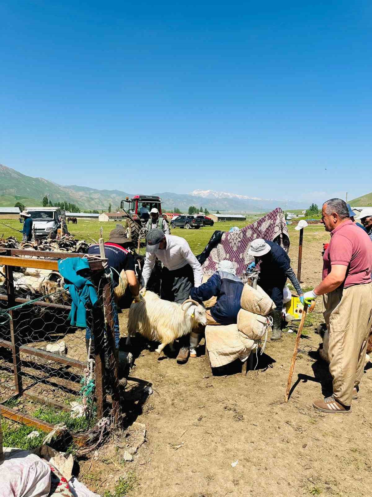 Yüksekova’da şap hastalığına karşı aşılama çalışması devam ediyor