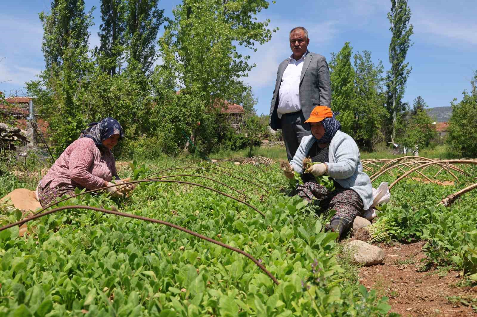 Avanslarını almaya başlayan tütün üreticileri fidelerini toprakla buluşturdu