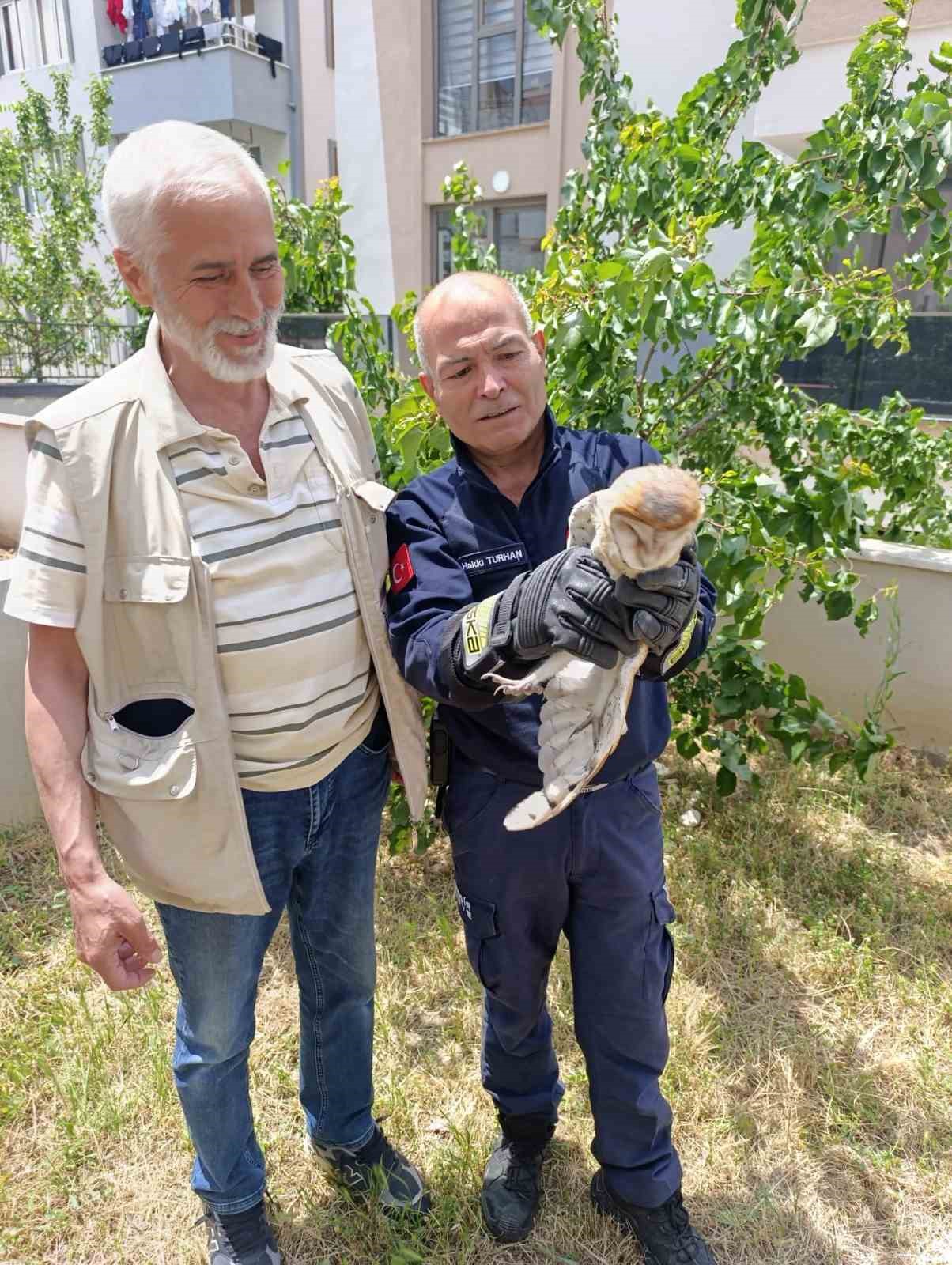 Burhaniye’de yaralı baykuş, milli parklar şefliğine teslim edildi