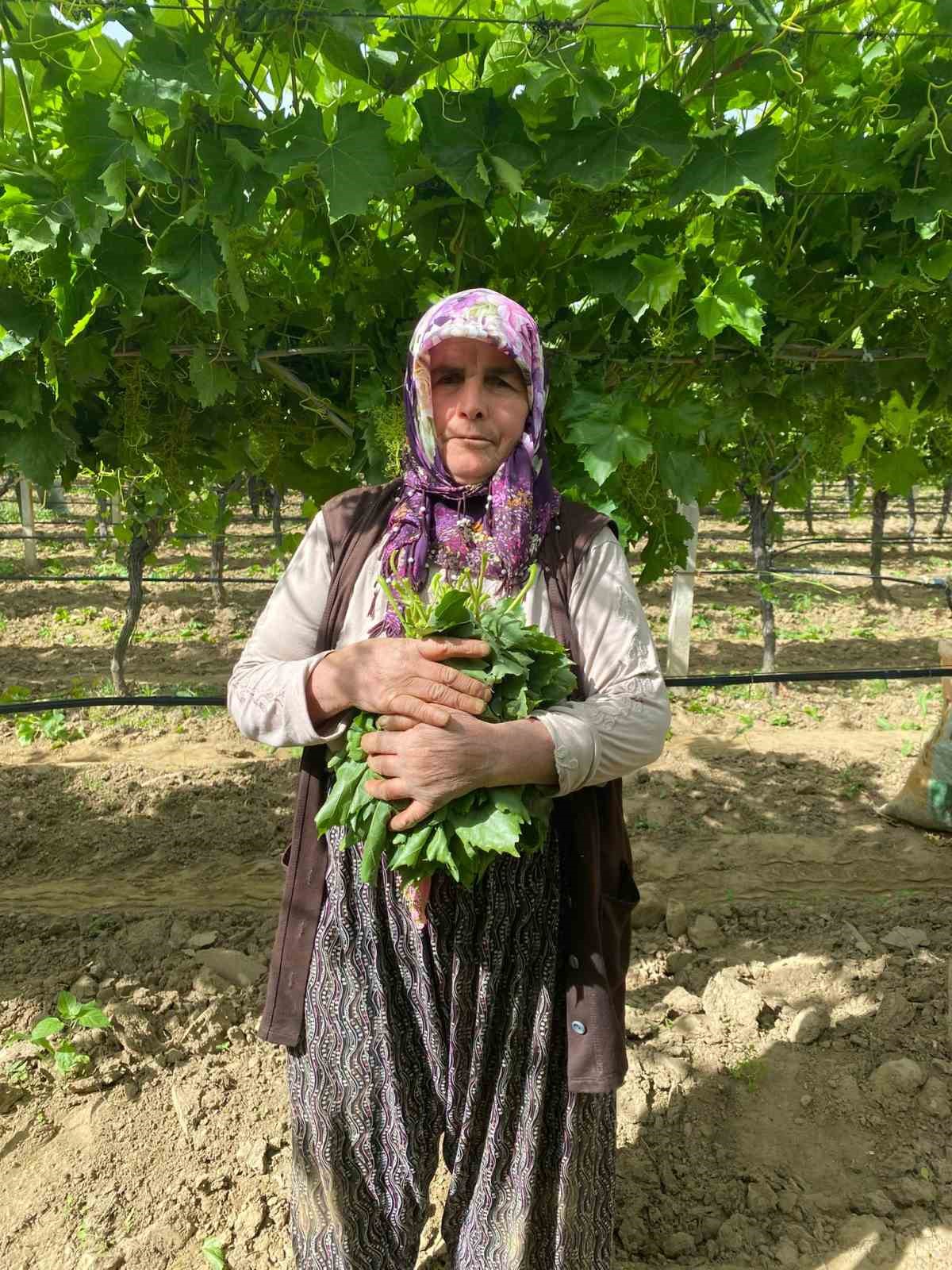 Manisa’da bağ yaprağı hediyelik oldu