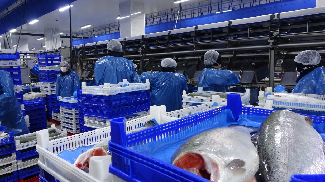 Doğu Karadeniz’de somon hasadı başladı