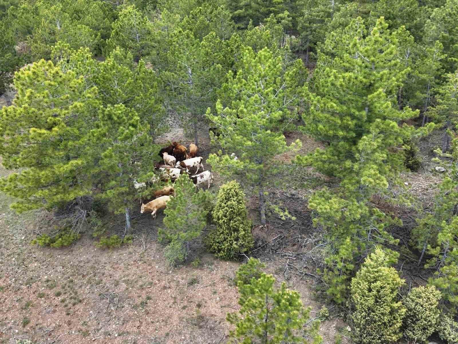 Kütahya’da kayıp büyükbaş hayvanlar dronla bulundu