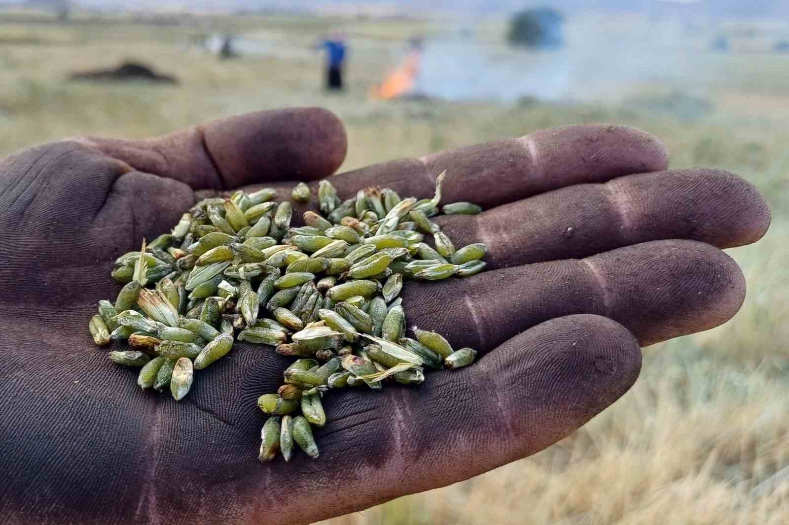 Araban Ovası’nda firik sezonu başladı