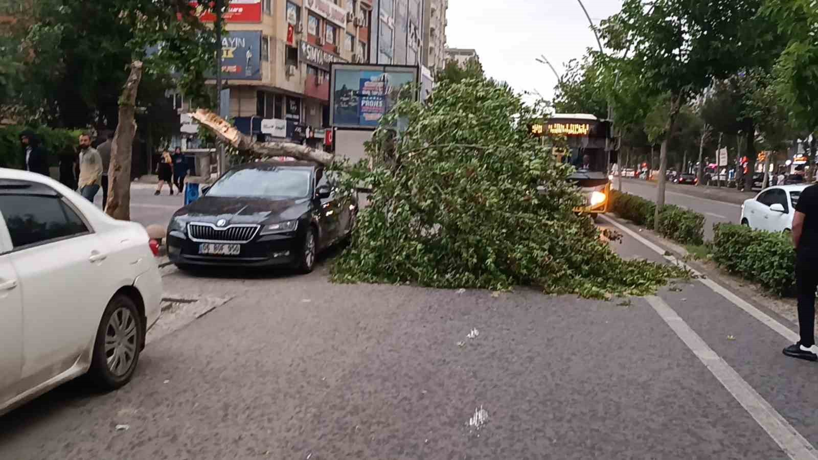Batman’da şiddetli rüzgarın devirdiği ağaç park halindeki aracın üzerine düştü