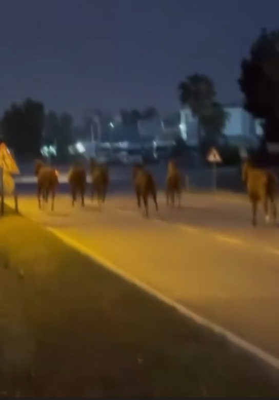 Mersin’de karayoluna çıkan atlar trafiği karıştırdı