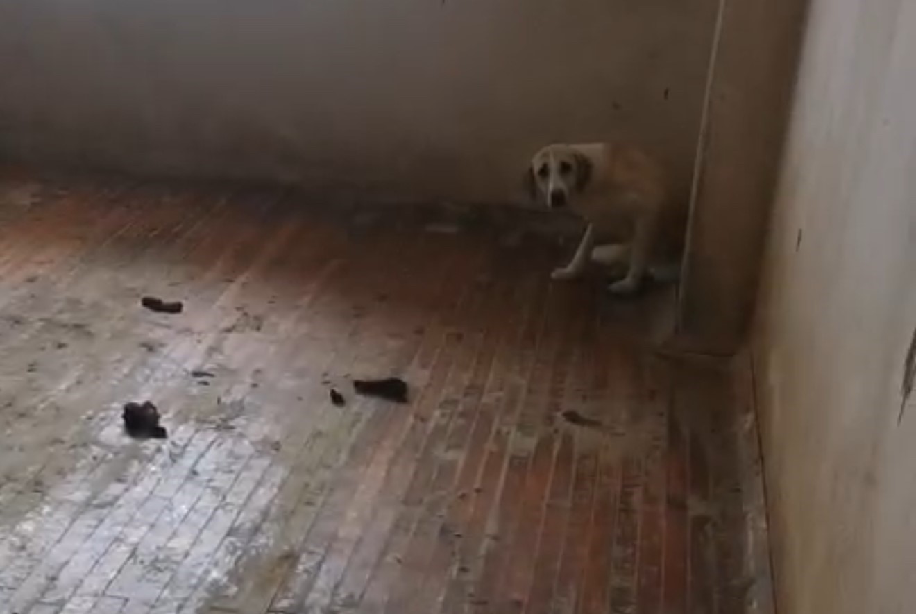 Turgutlu’da evinde 12 köpekle yaşayan kadın gözaltına alındı