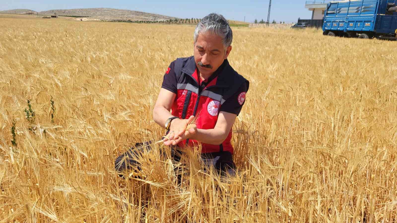 Adıyaman’da hububat hasadı arpa ile başladı
