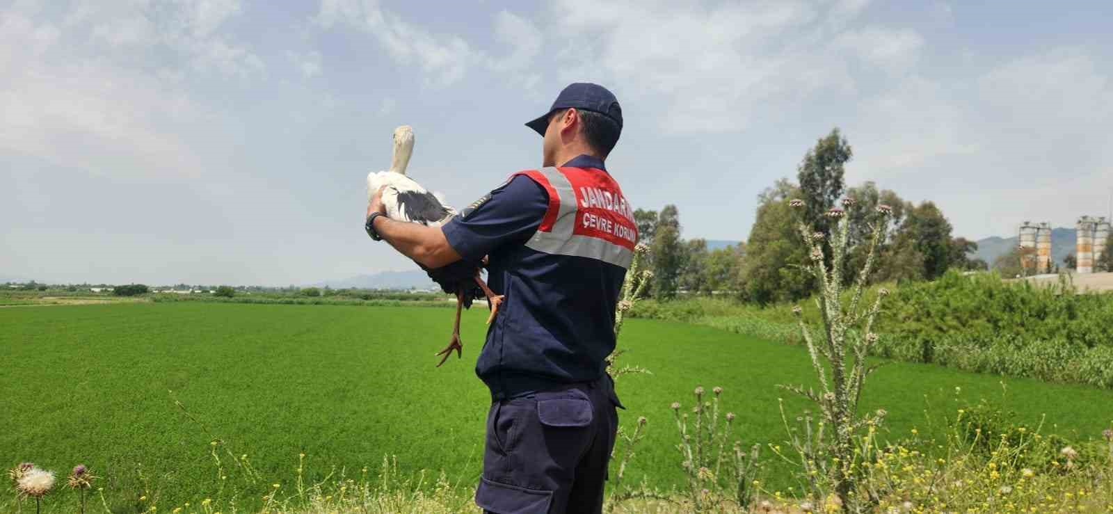 Yaralı leylek 3 aylık tedavi sonrası doğaya salındı