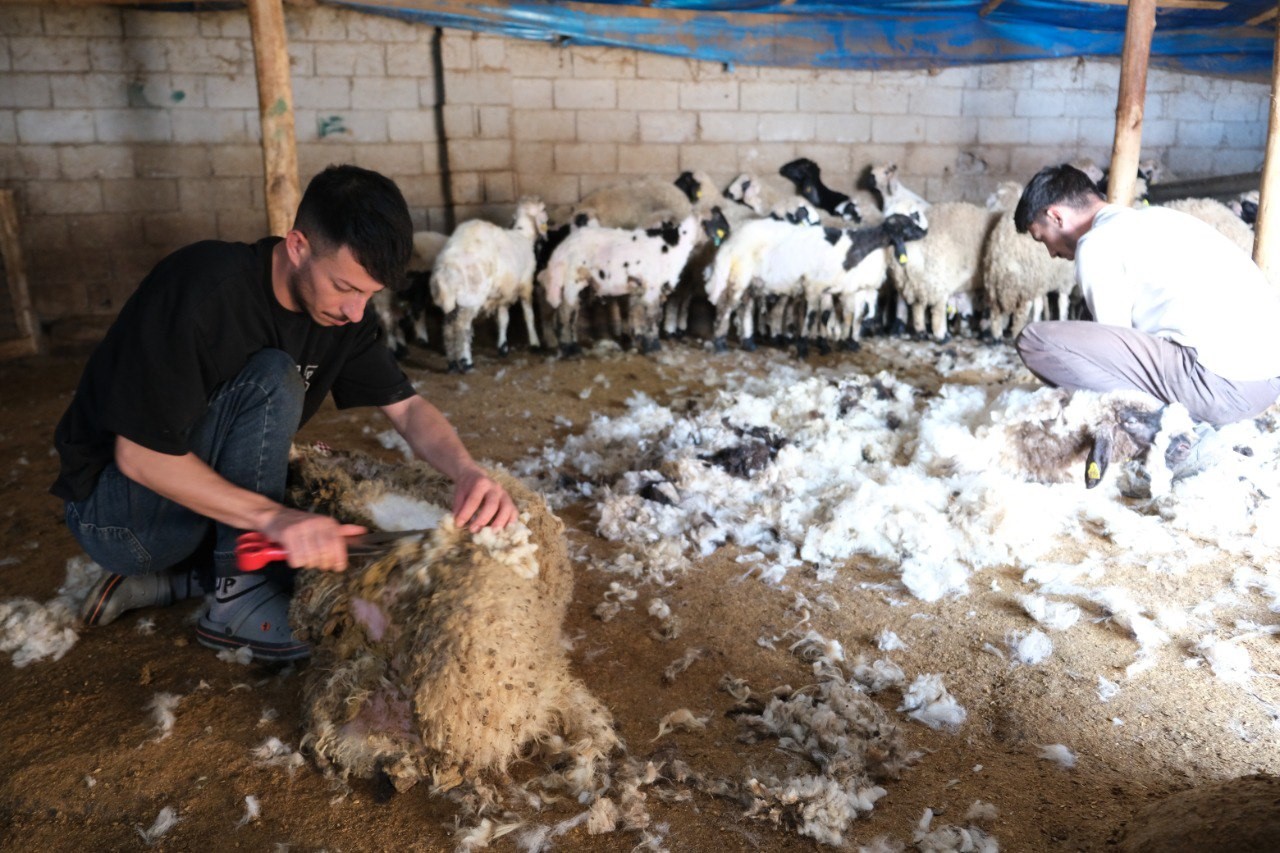 Erzincan’da kuzu kırkım sezonu başladı