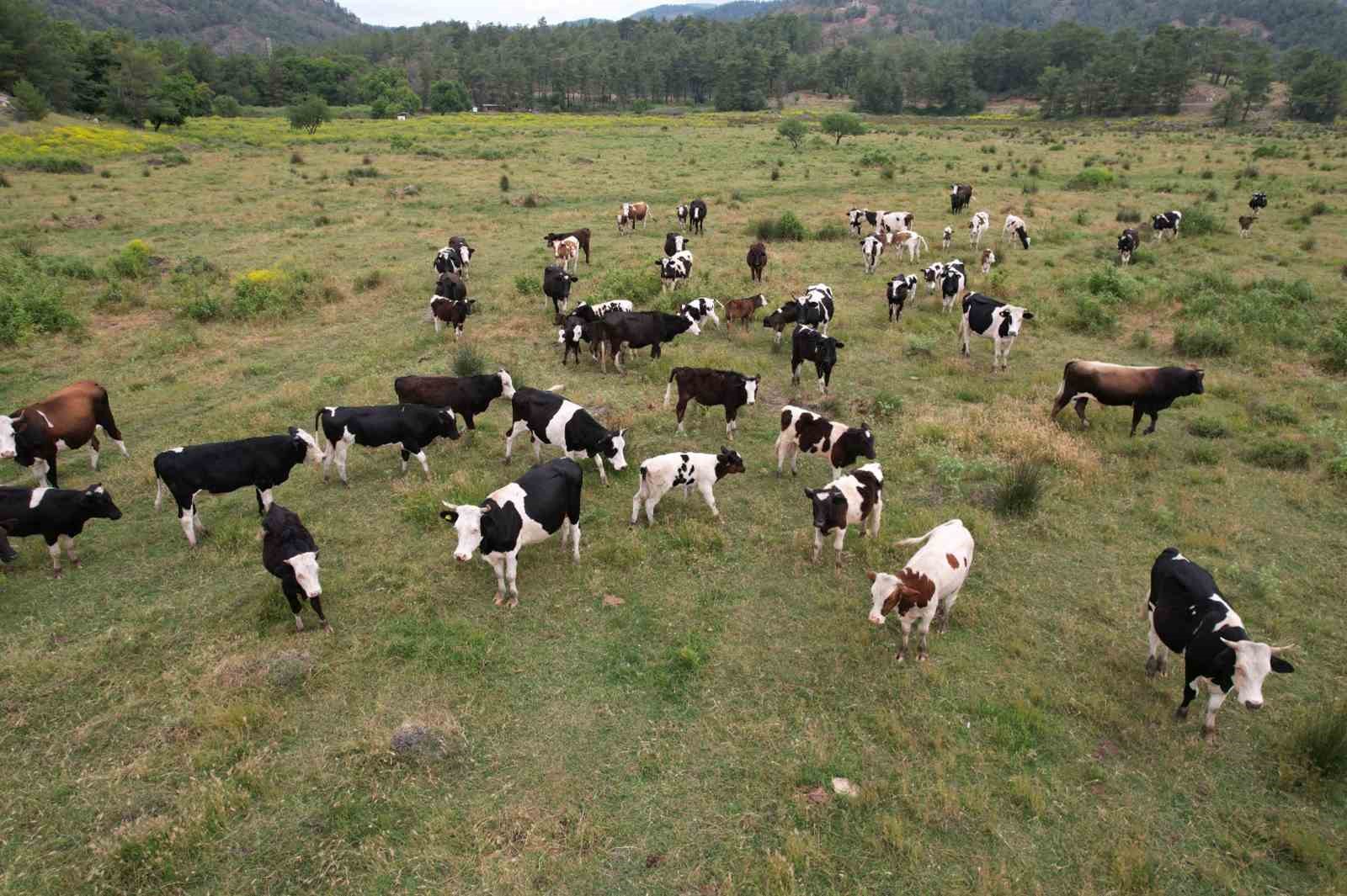 Köyceğiz Döğüşbelen’de 400 dekar meralık alan açıldı