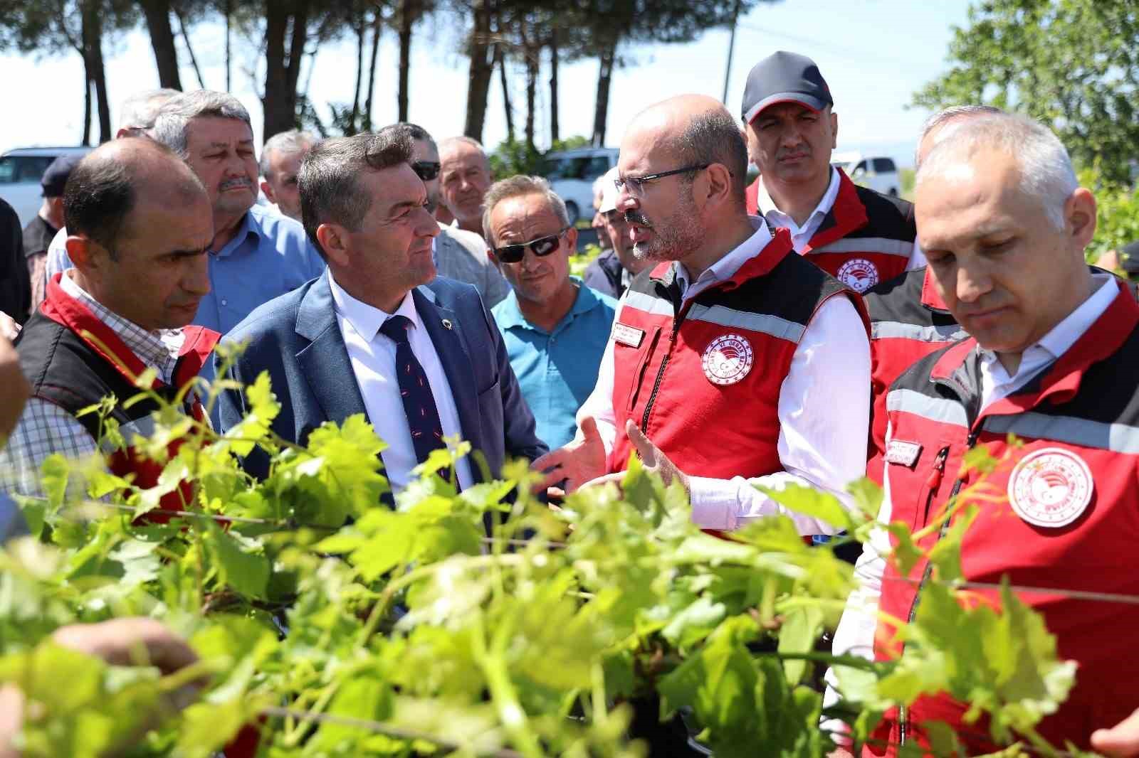 Manisa’da zirai donun yaraları sarılıyor
