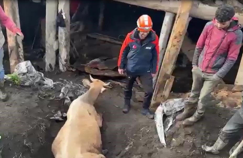 Sağanağın etkisiyle ahır çöktü, hayvanlar enkaz altında kaldı