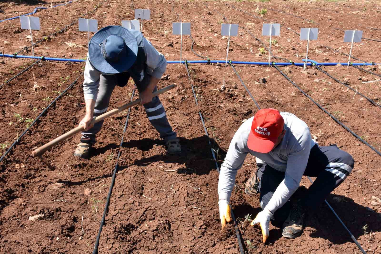 Tohumculukta dışa bağımlılığı bitirecek proje