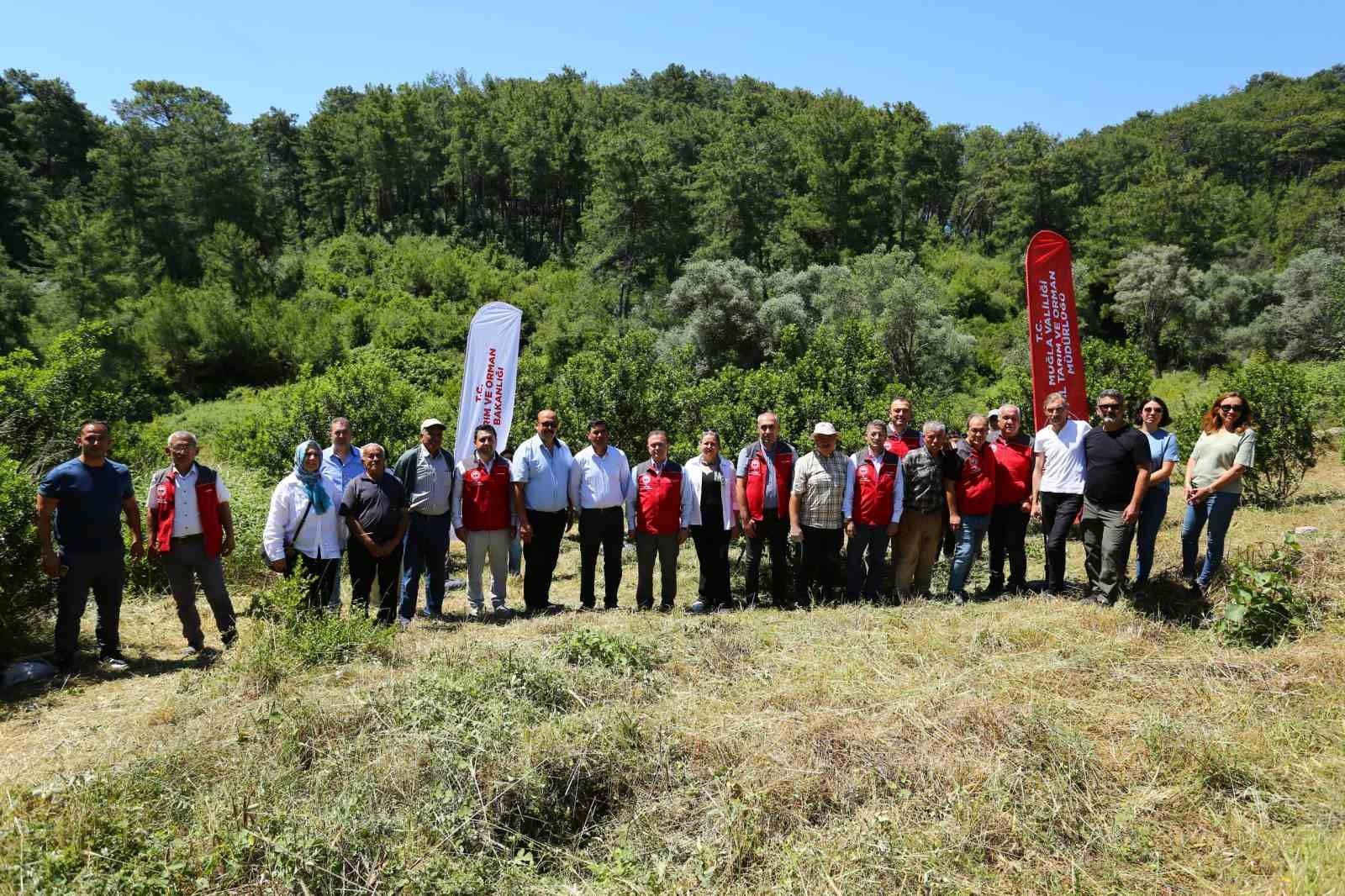 Muğla’da sakız hasadı gerçekleştirildi