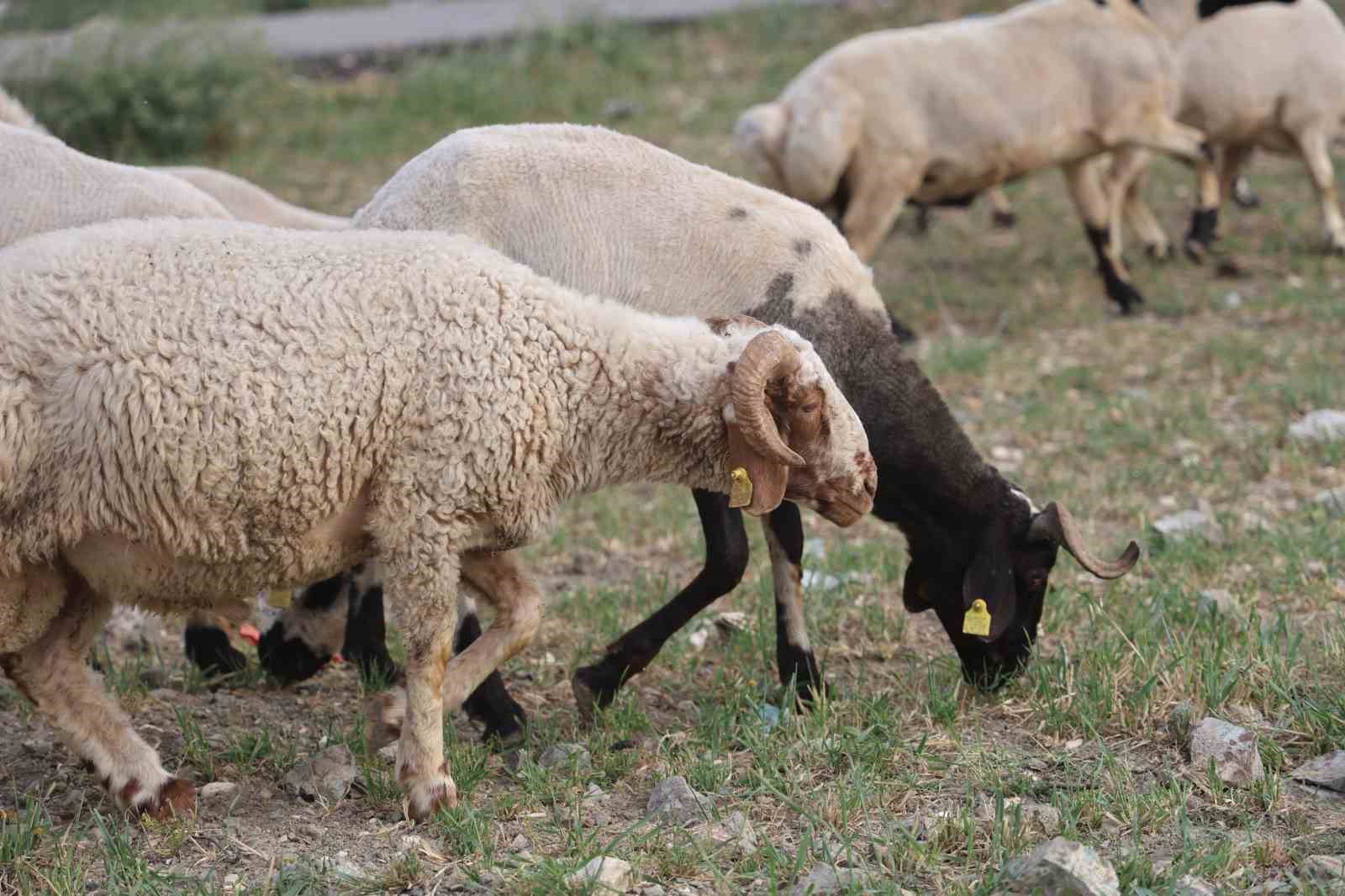 Depremzede vatandaşların memleketlerine dönüşü kurbanlıklara olan rağbeti arttırdı