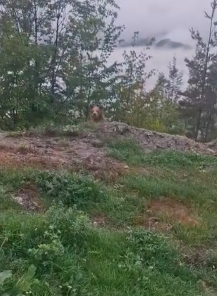 Vatandaşların ayıyla gülümseten sohbeti kameraya yansıdı