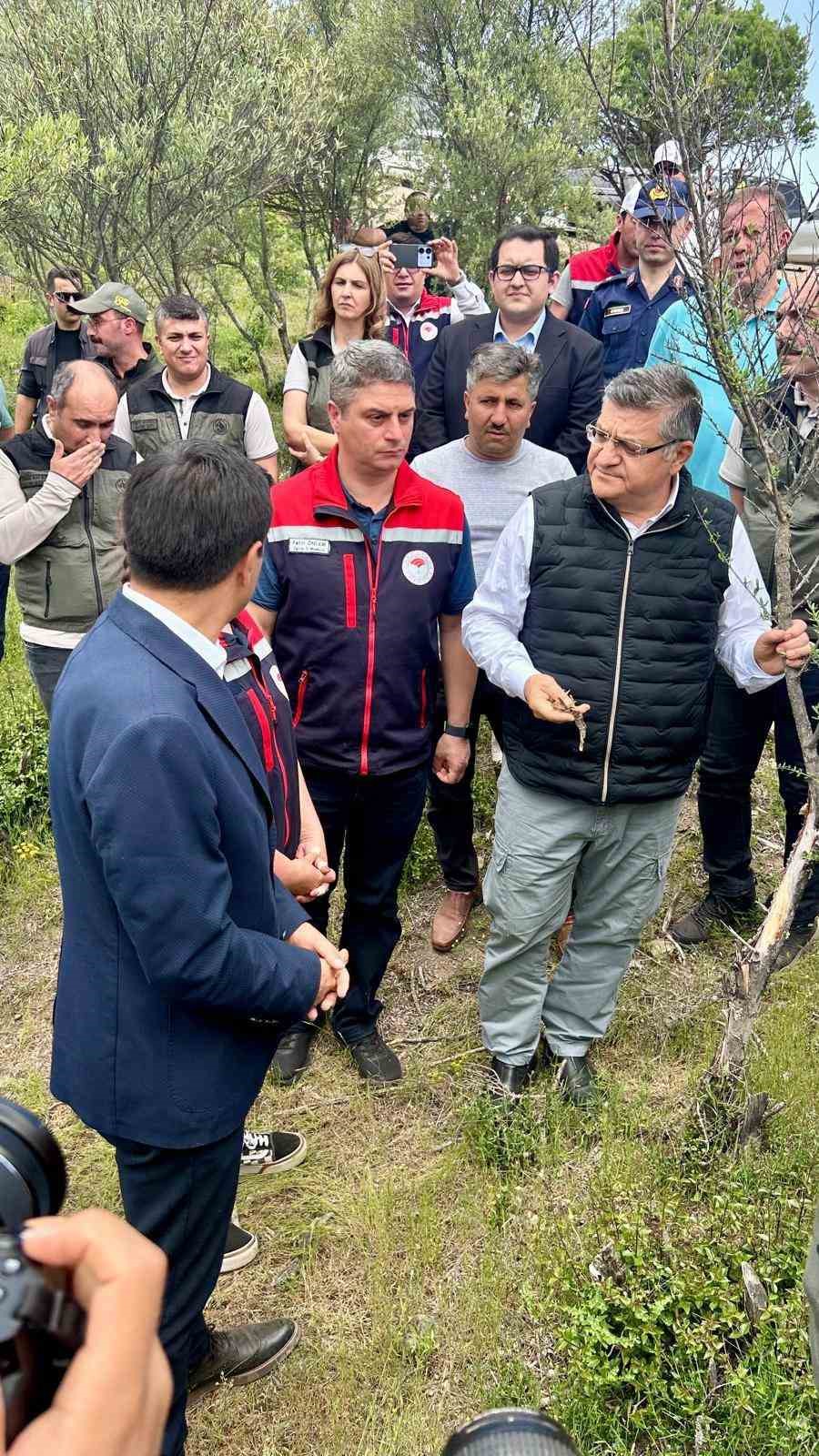 Sinop’ta Delice zeytinleri aşılanarak ekonomiye kazandırılıyor