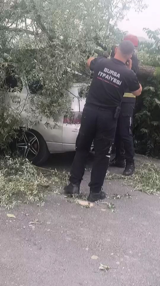 Kökünden sökülen ağaç otomobilin üzerine devrildi