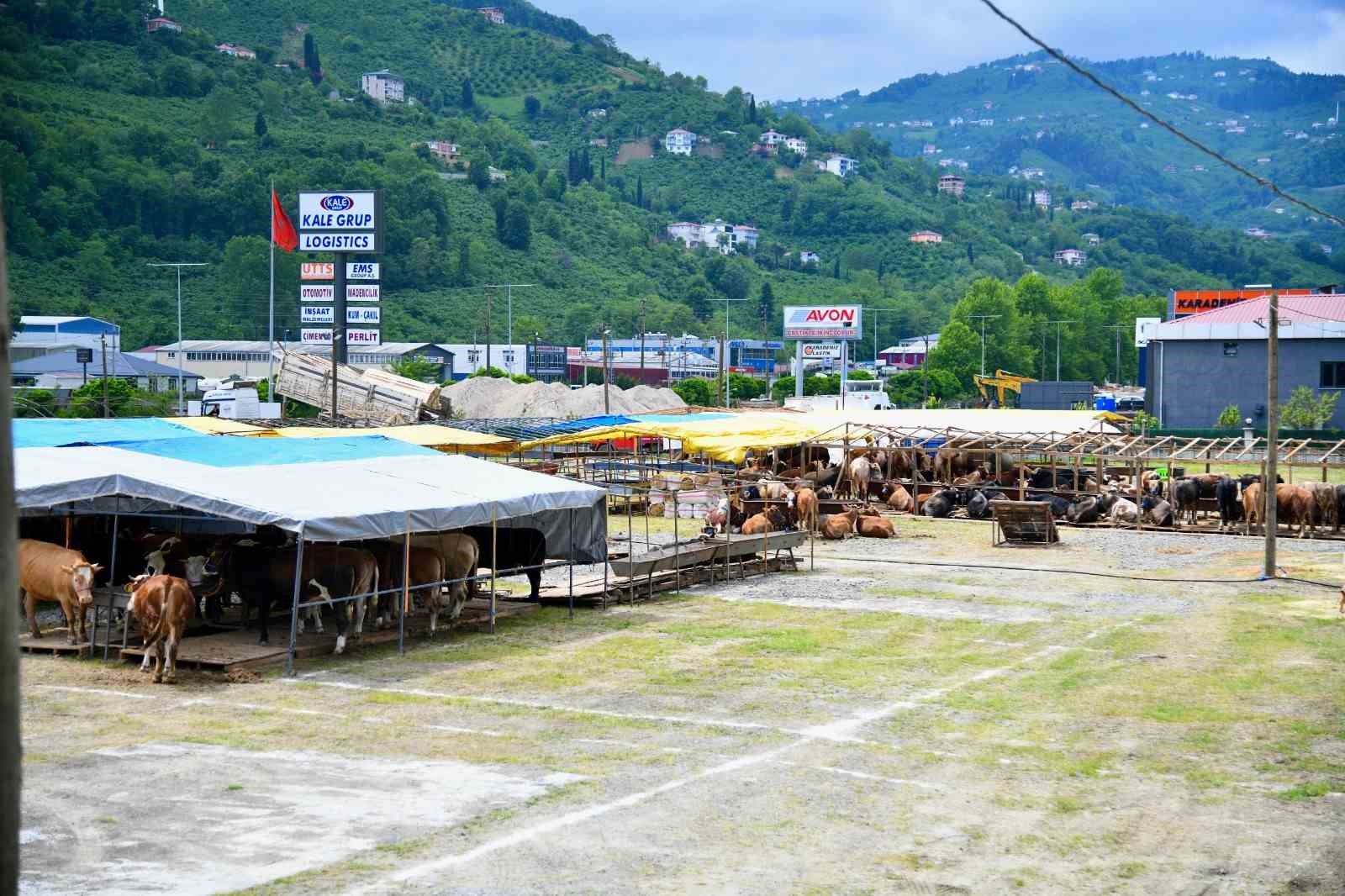 Trabzon’a Kurban Bayramı öncesinde kurbanlıklar gelmeye başladı