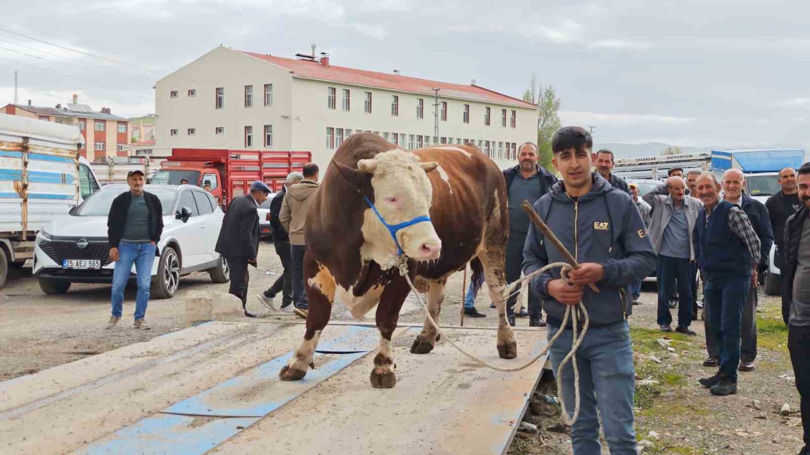 Kurbanlıklar görücüye çıktı