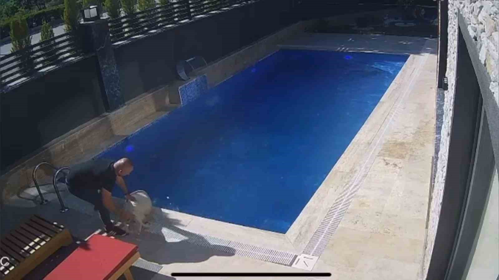 Kurbanlık koç havuza atladı