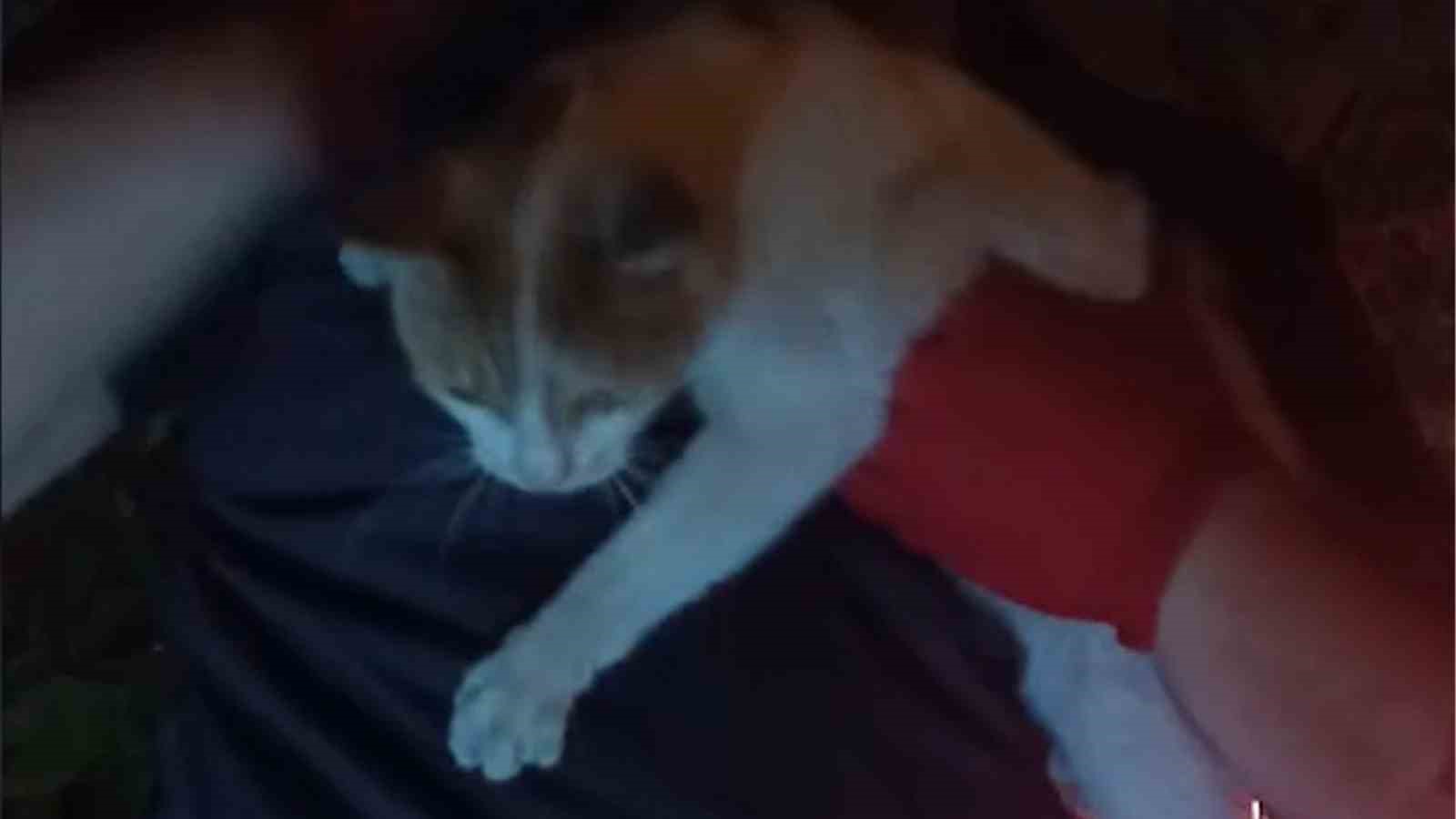 Kırıkkale’de kedi kurtarma operasyonu
