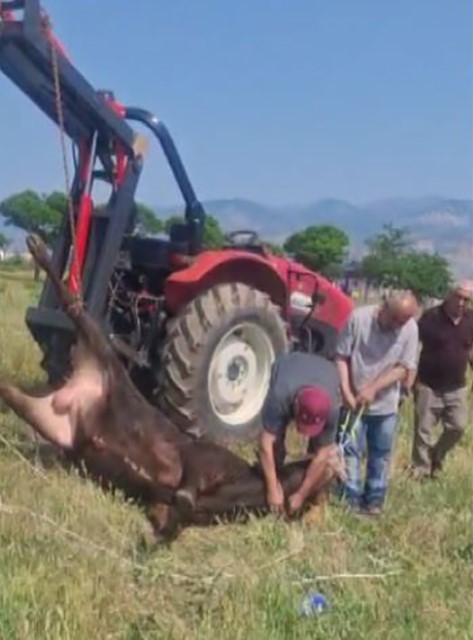 Kesimden kaçan tosun, uyuşturucu iğneyle sakinleştirildi