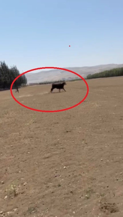 Besicinin ceylan gibi koşuyorlar dediği 300 bin TL değerindeki 3 angus sevkiyat esnasında kaçarak sırra kadem bastılar