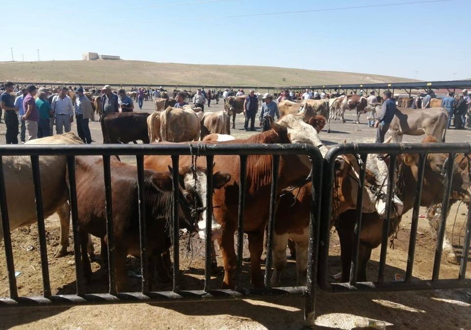 Demirözü’nde 14 köy ve 4 mahalle şap hastalığı nedeniyle karantina altına alındı