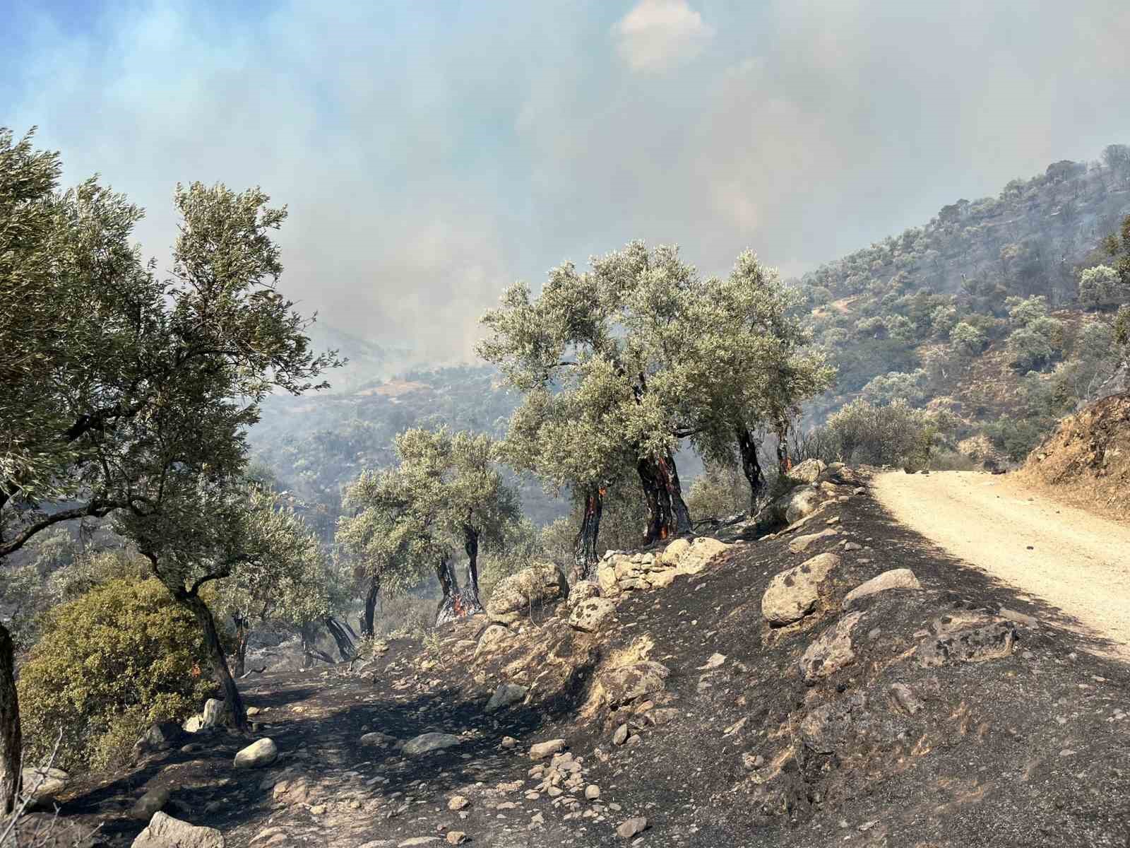 Aydın’da zirai alandaki yangın büyüyor