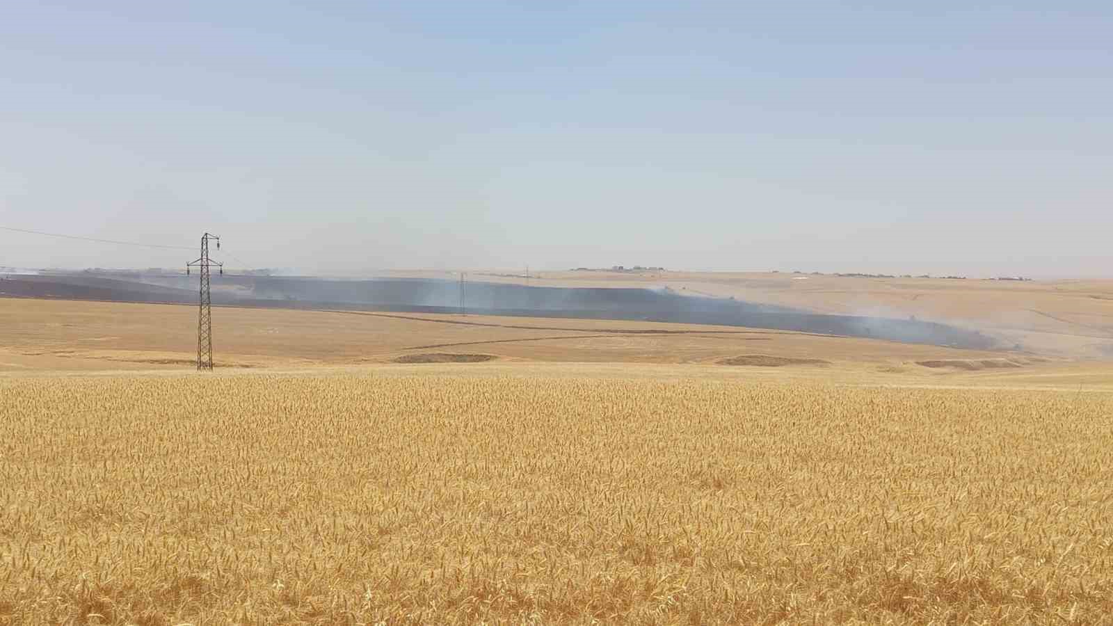Diyarbakır’da bin dönümden fazla biçilmemiş buğday ve arpa yangında kül oldu