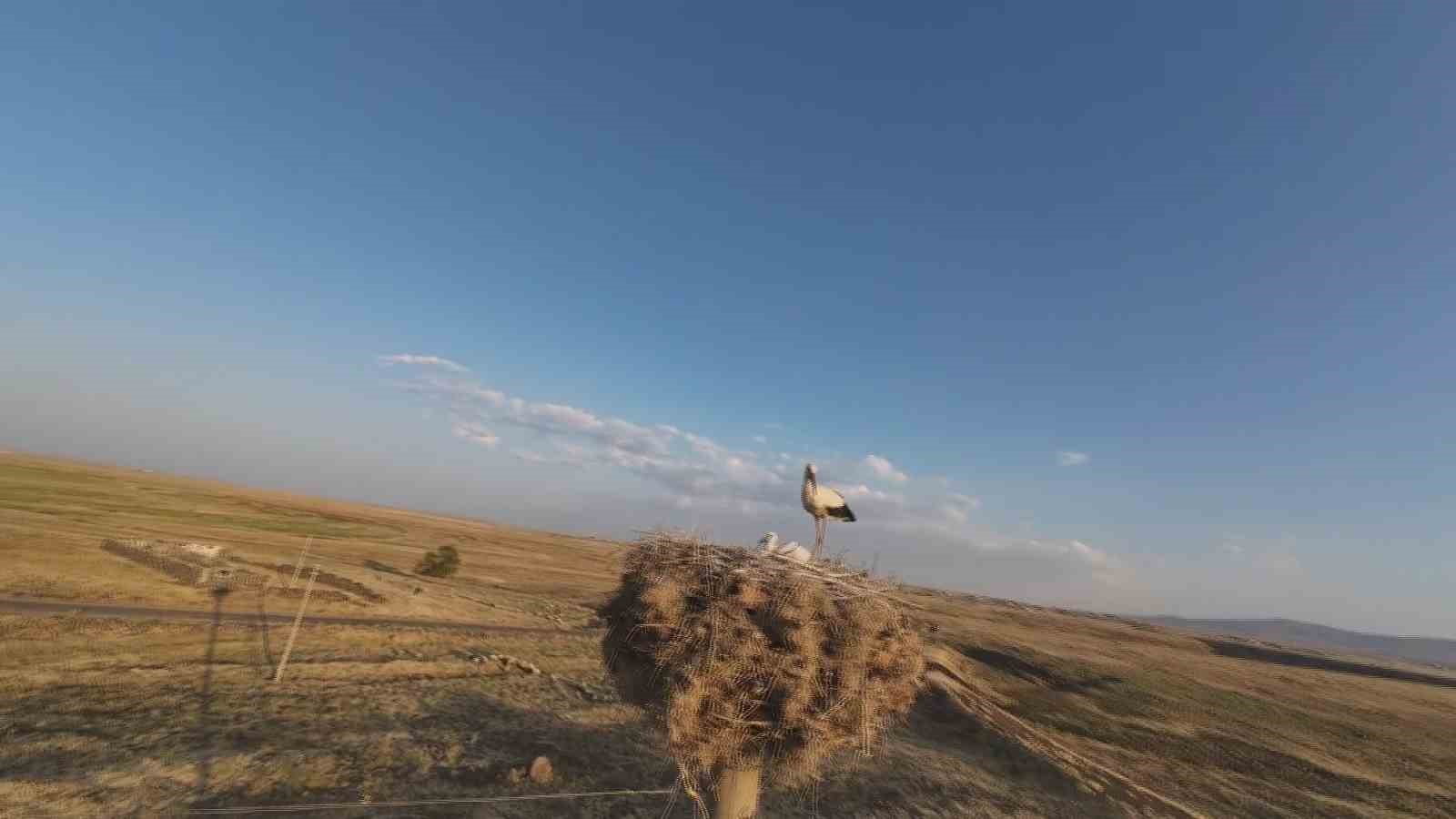 Diyarbakır’da leylekler yuvalarına döndü