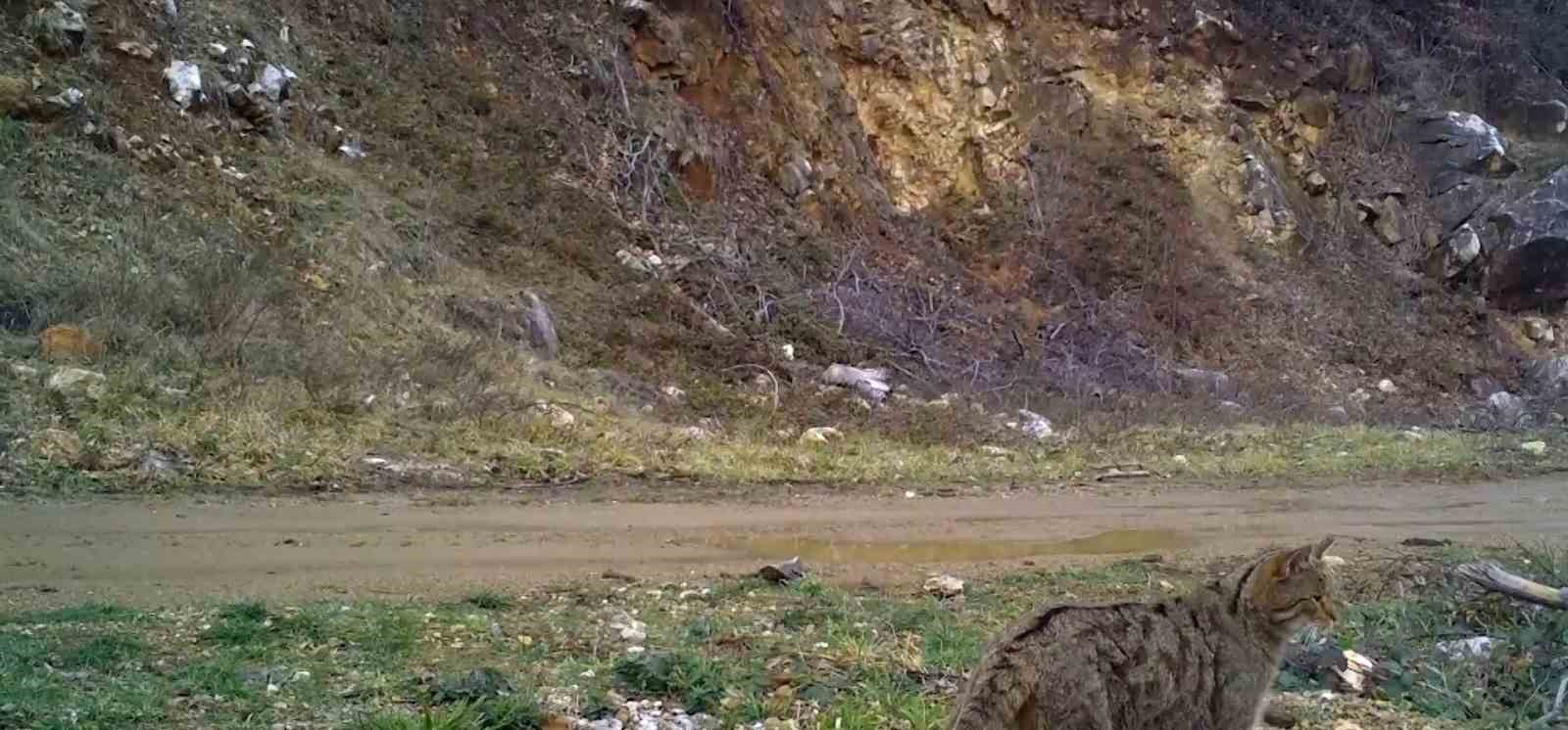 Uludağ’da yaban kedisi fotokapana takıldı
