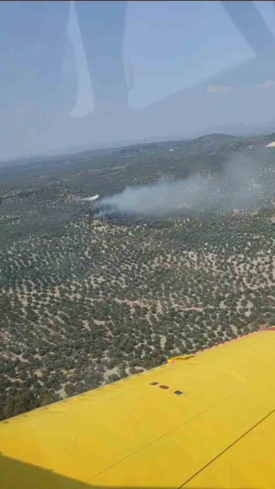 Ayvalık’ta zeytinlik alanda yangın