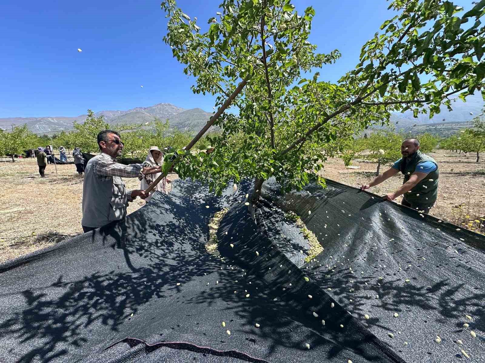 Erzincan’da dut hasadına başlandı