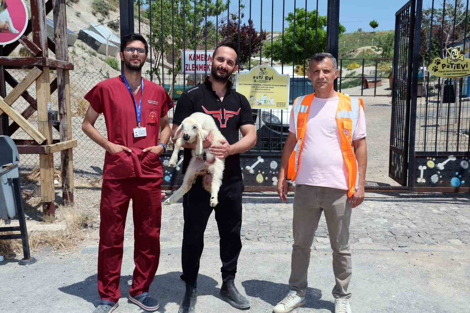 Kurban Bayramı’nda kaçan hayvanları, belediye sahibine teslim etti