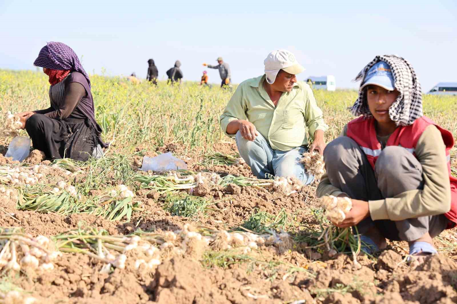 Rusya, Almanya ve İspanya’nın antibiyotiği Aksaray sarımsağının hasadı başladı