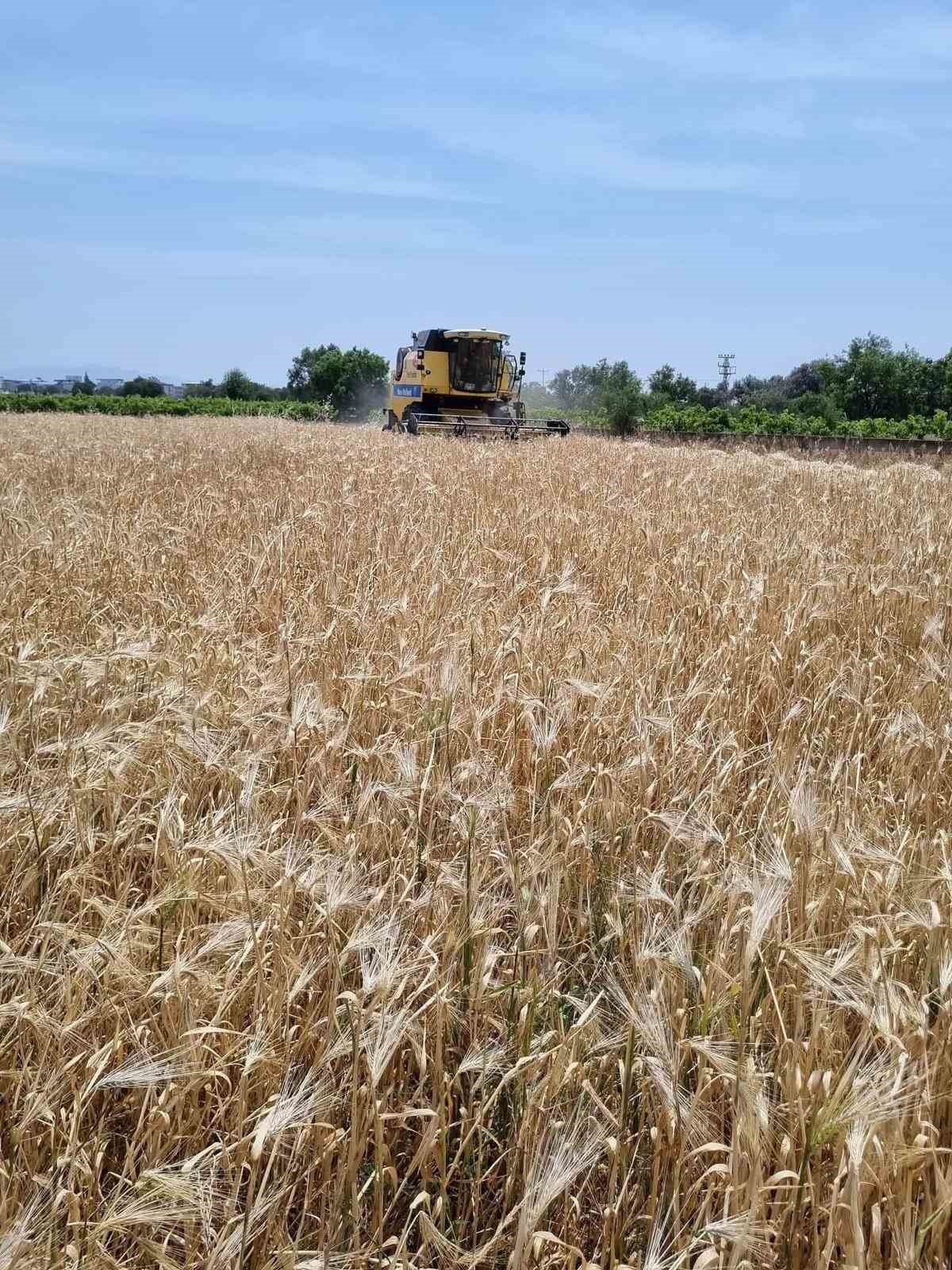 Aliağa’da 2025 yılı hububat hasatı başladı