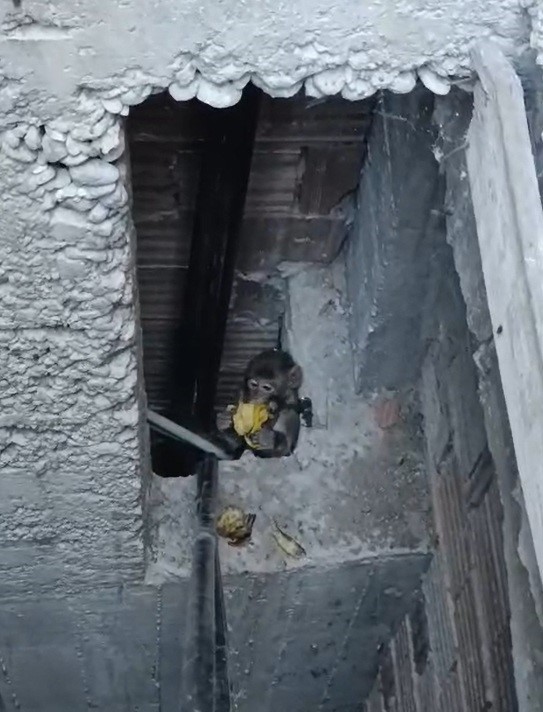 Çatılara kurulan kafeste işe yaramadı, firari maymun hala yakalanamadı