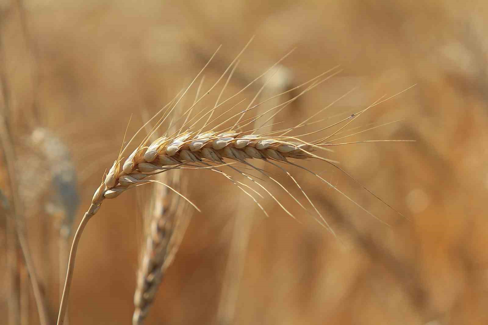 Ekmekçiler makarnacılara göre karlı bir hafta geçirdi